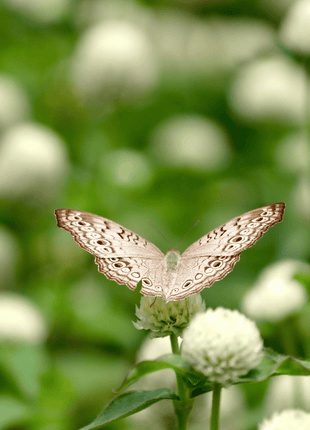 White Clover (Irish Clover) - 1,000 Seeds