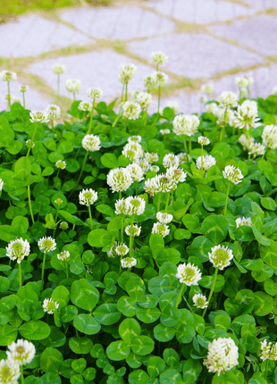 White Clover (Irish Clover) - 1,000 Seeds