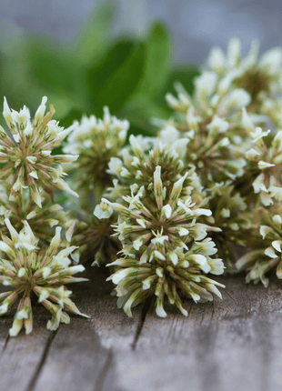 White Clover (Irish Clover) - 1,000 Seeds