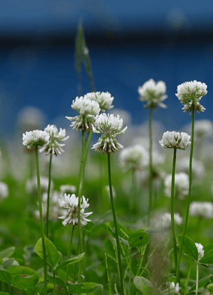 White Clover (Irish Clover) - 1,000 Seeds