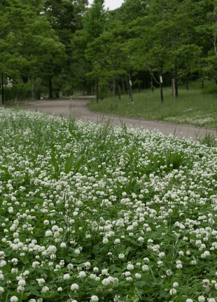 White Clover (Irish Clover) - 1,000 Seeds