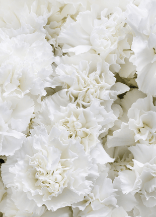 White Grenadin Carnation – 25 Seeds