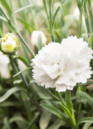 White Grenadin Carnation – 25 Seeds