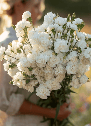 White Grenadin Carnation – 25 Seeds