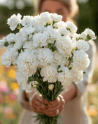 White Grenadin Carnation – 25 Seeds
