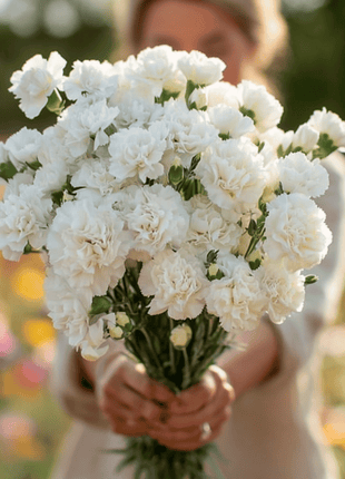 White Grenadin Carnation – 25 Seeds