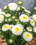 White Pompon Aster – 50 Seeds