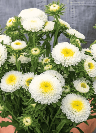 White Pompon Aster – 50 Seeds