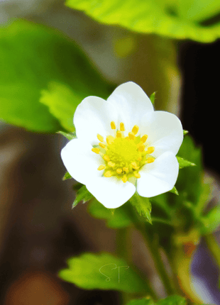 White Soul Strawberry – 100 Seeds