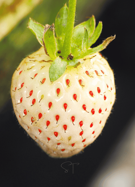 White Soul Strawberry – 100 Seeds