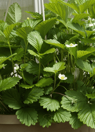White Soul Strawberry – 100 Seeds