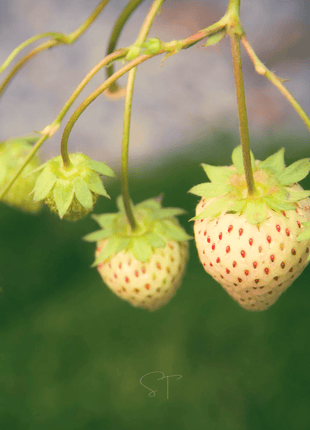 White Soul Strawberry – 100 Seeds