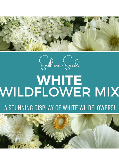 White Wildflower Seed Mix – 100 Seeds