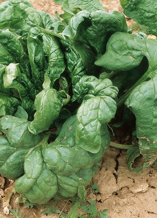 Giant Noble Spinach – 150 Seeds