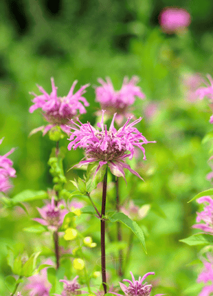 Wild Bergamot Bee Balm (Mintleaf) – 100 Seeds