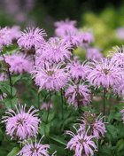 Wild Bergamot Bee Balm (Mintleaf) – 100 Seeds
