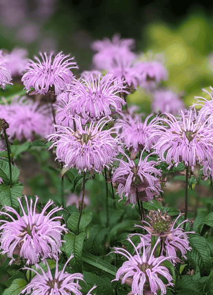 Wild Bergamot Bee Balm (Mintleaf) – 100 Seeds