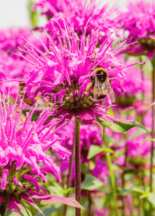Wild Bergamot Bee Balm (Mintleaf) – 100 Seeds