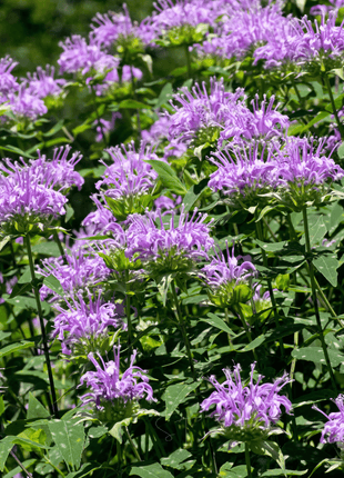 Wild Bergamot Bee Balm (Mintleaf) – 100 Seeds