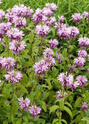 Wild Bergamot Bee Balm (Mintleaf) – 100 Seeds