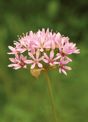 Wild Garlic – 25 Seeds