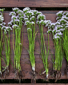 Wild Garlic – 25 Seeds
