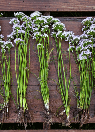 Wild Garlic – 25 Seeds