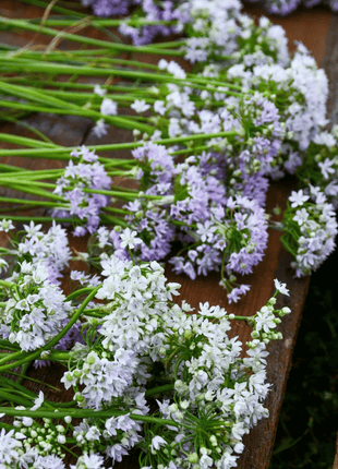 Wild Garlic – 25 Seeds