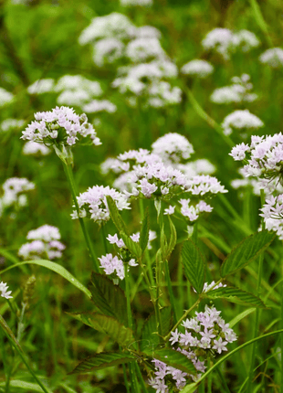 Wild Garlic – 25 Seeds