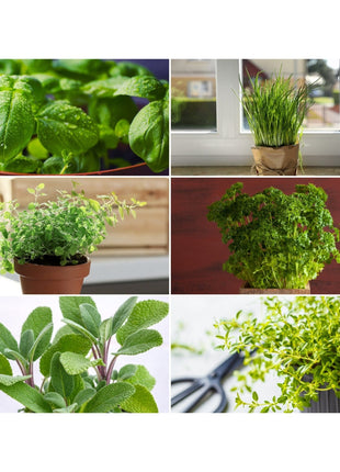 Windowsill Herb Seed Collection – 6 Culinary Herbs