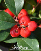 Wintergreen (Teaberry) – 20 Seeds