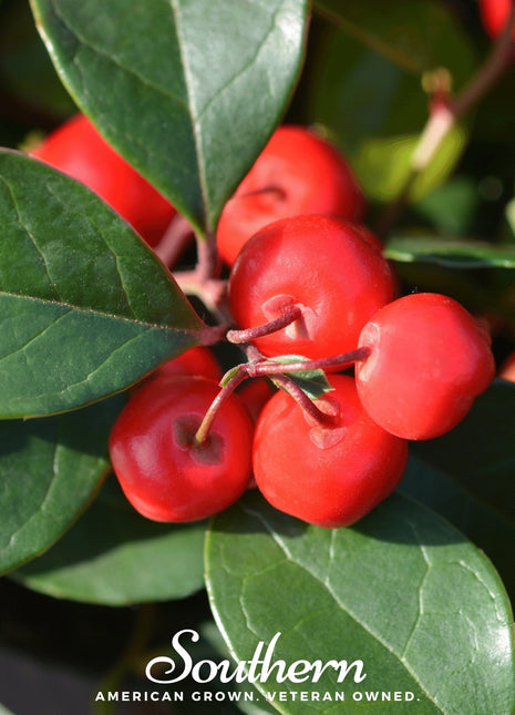 Wintergreen (Teaberry) – 20 Seeds
