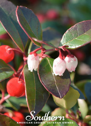 Wintergreen (Teaberry) – 20 Seeds