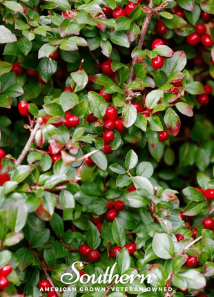 Wintergreen (Teaberry) – 20 Seeds