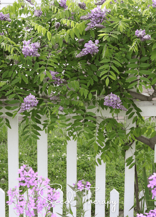 American Wisteria – 5 Seeds