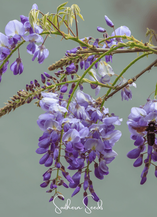 American Wisteria – 5 Seeds