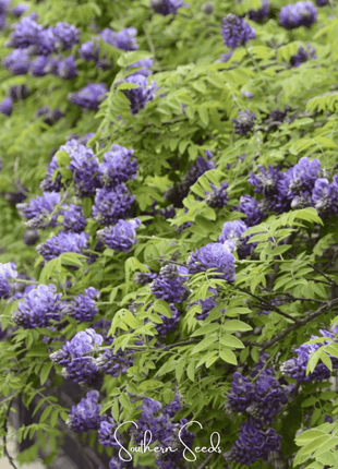 American Wisteria – 5 Seeds