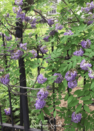 American Wisteria – 5 Seeds
