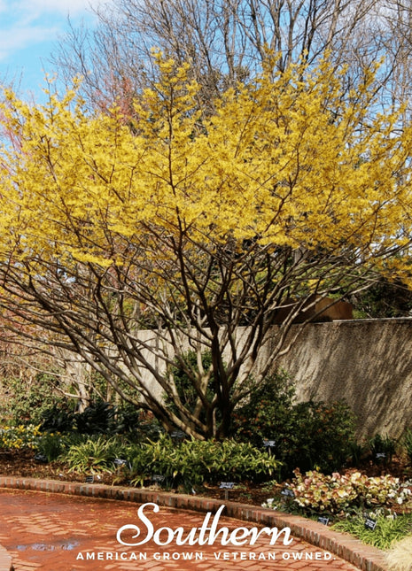 Witch Hazel – 5 Seeds
