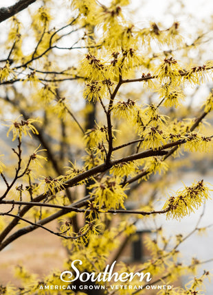 Witch Hazel – 5 Seeds