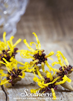 Witch Hazel – 5 Seeds