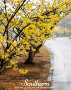 Witch Hazel – 5 Seeds