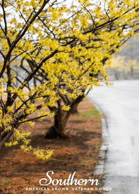 Witch Hazel – 5 Seeds