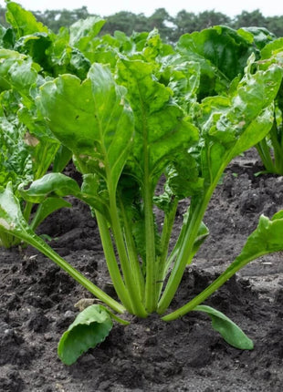 Hailstone Radish – 100 Seeds