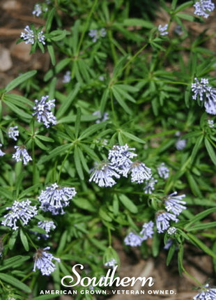 Blue Woodruff – 50 Seeds
