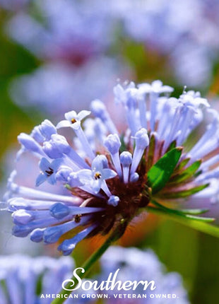 Blue Woodruff – 50 Seeds