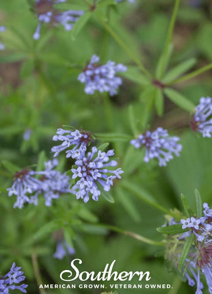 Blue Woodruff – 50 Seeds