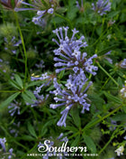 Blue Woodruff – 50 Seeds
