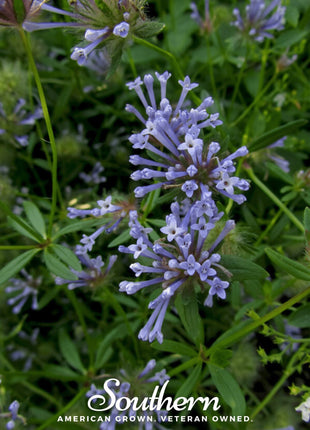 Blue Woodruff – 50 Seeds