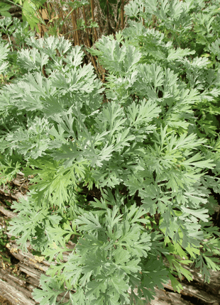 Wormwood – 200 Seeds